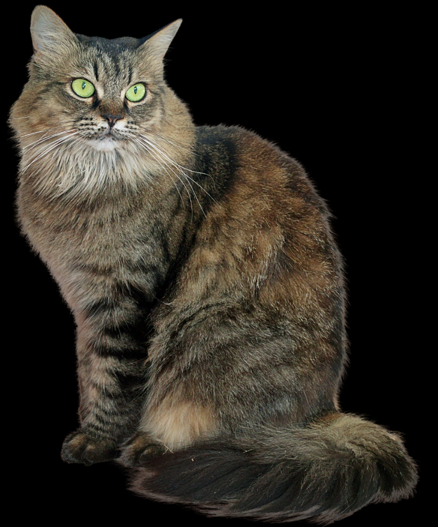 Cat Grooming