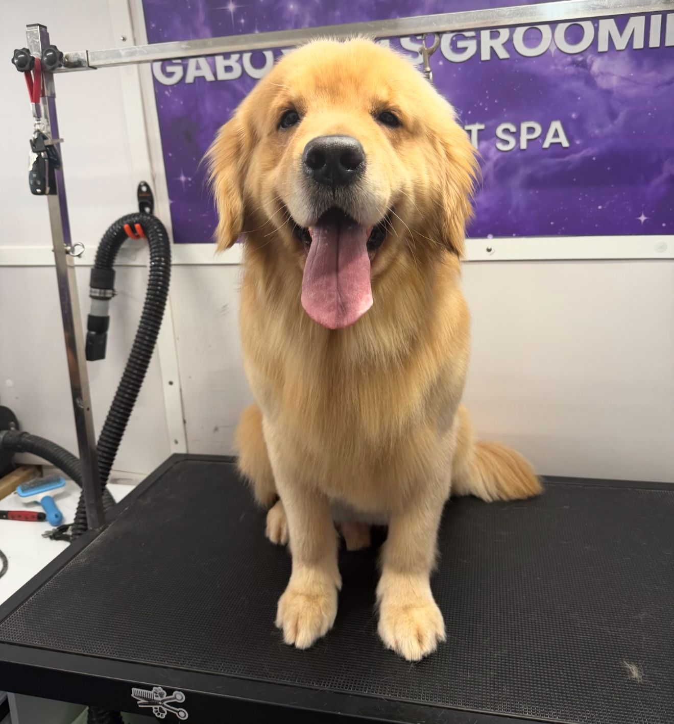 Pet Spa Bath