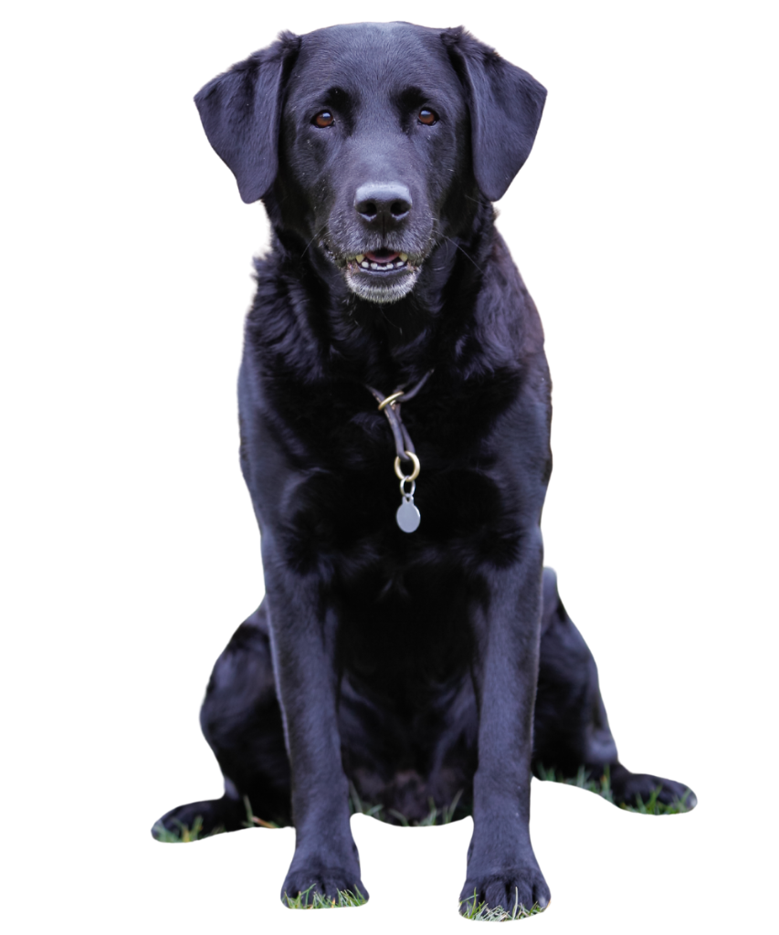 Large Dog