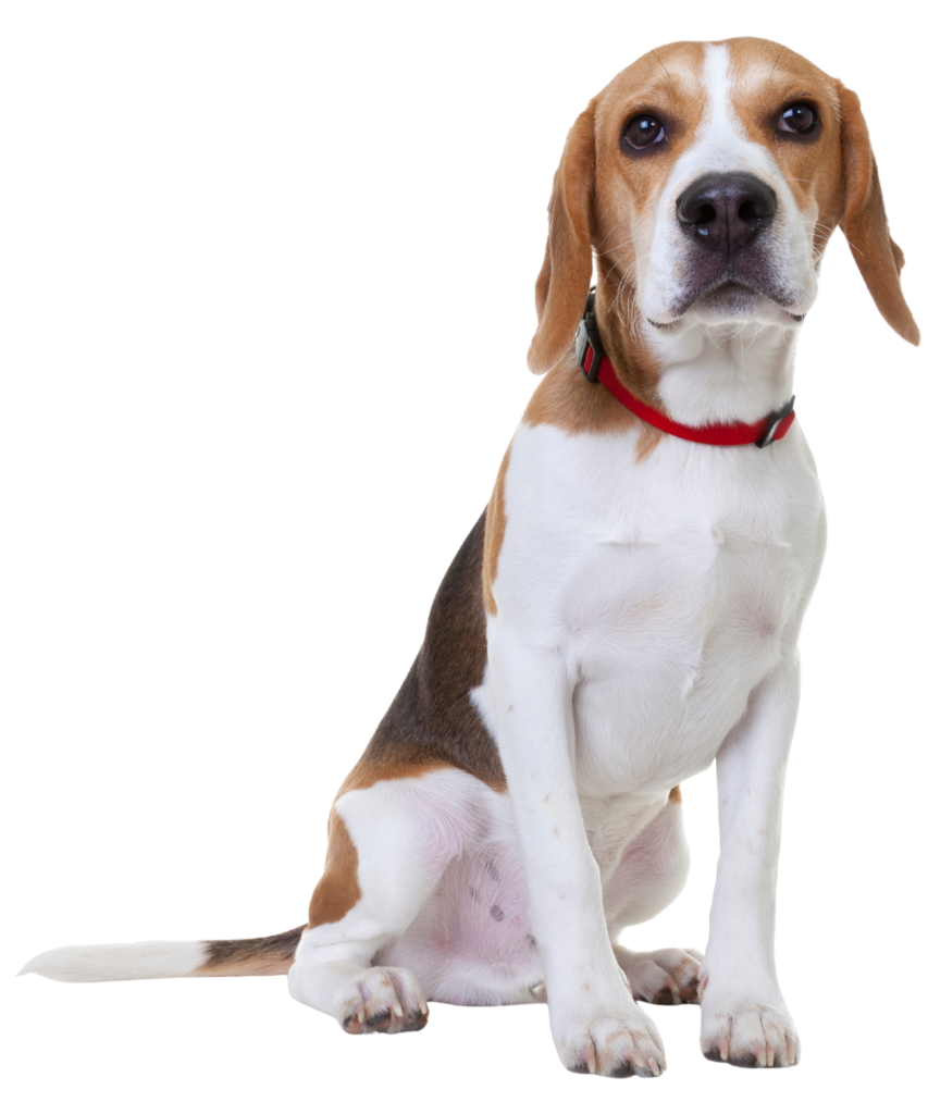 Medium Dog