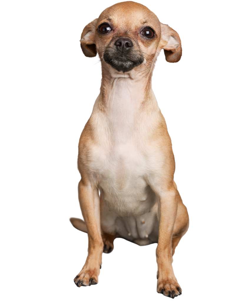 Small Dog