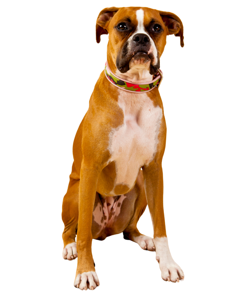 X-Large Dog