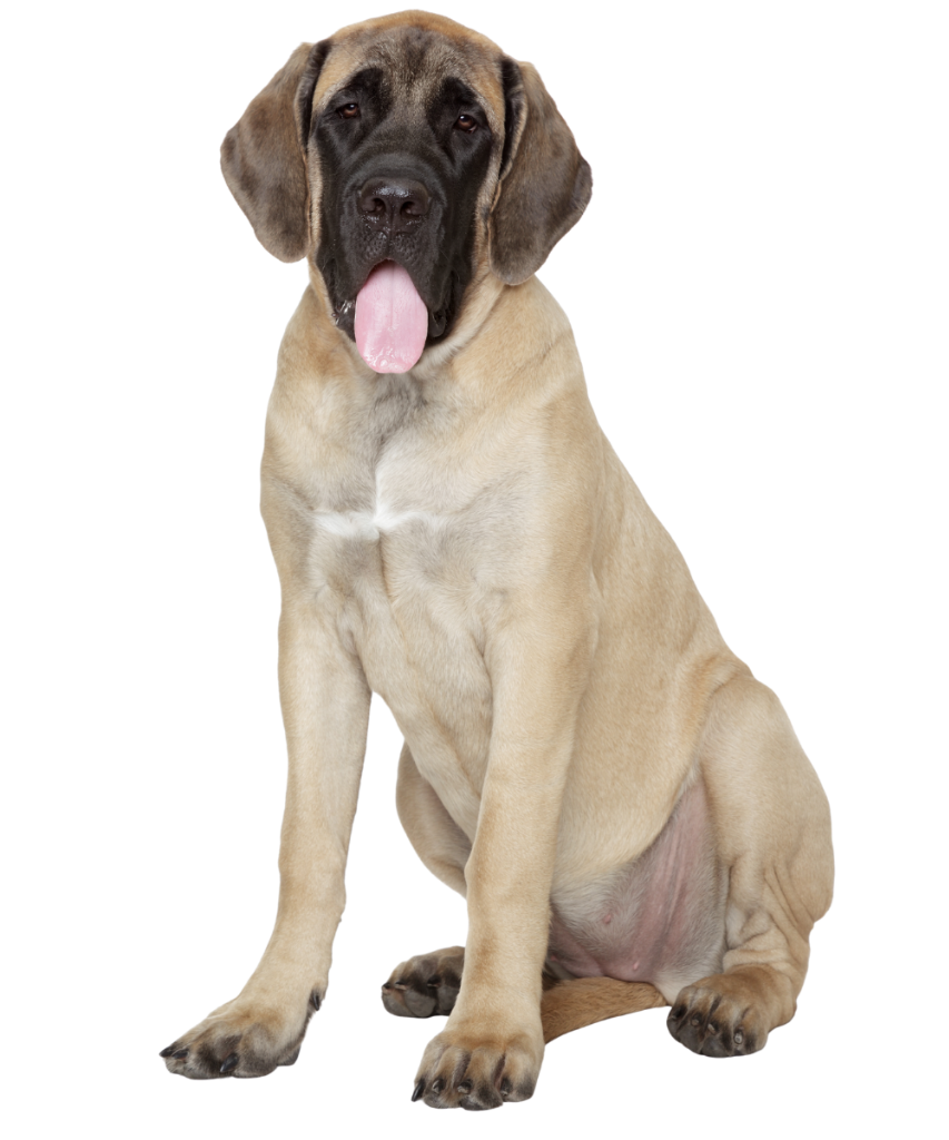 XX-Large Dog