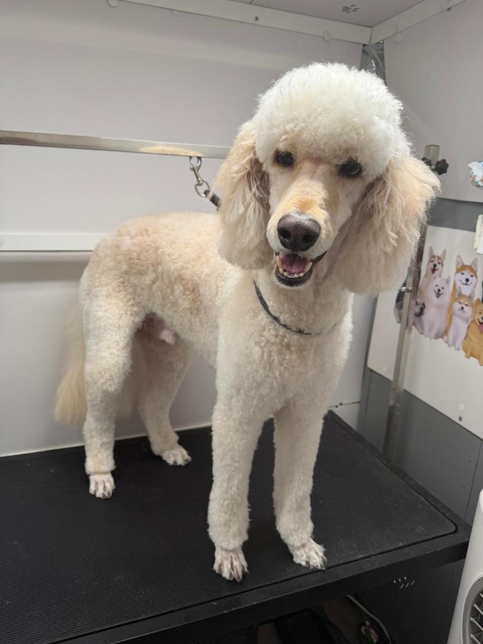 Gabox Pets Grooming Portfolio