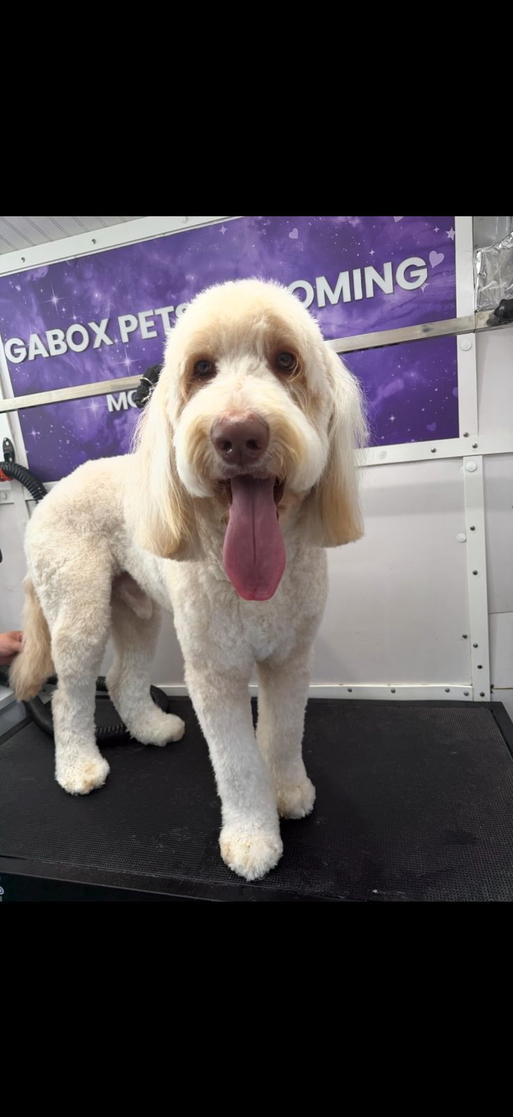 Gabox Pets Grooming Real Work