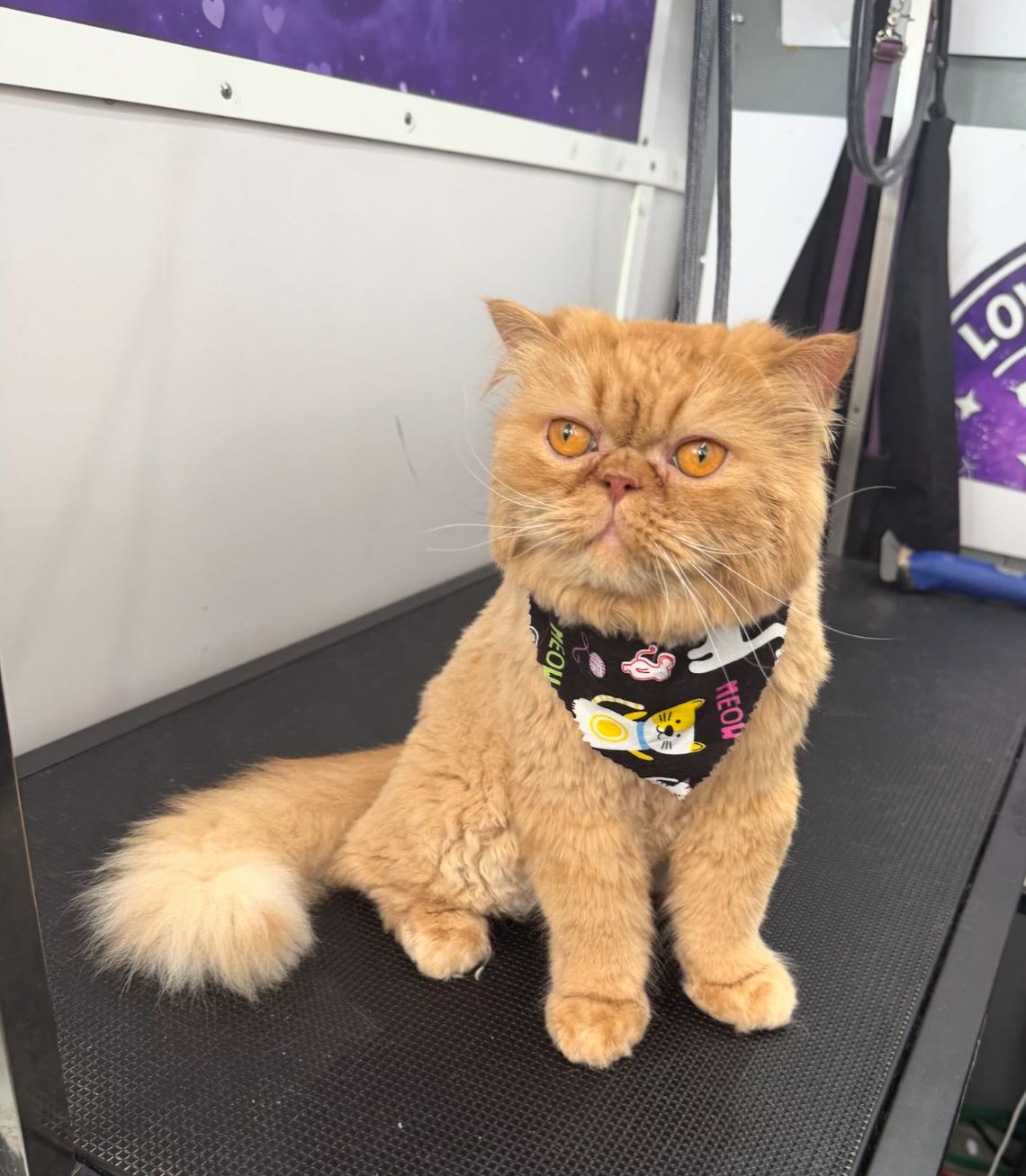 Gabox Pets Grooming Professional Work
