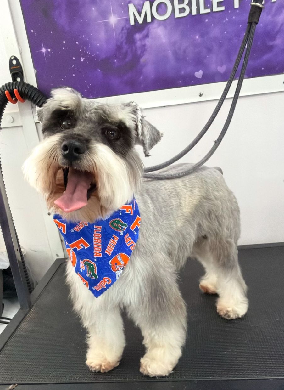 Gabox Pets Grooming Style